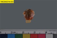 藏品(短指和尚蟹)的圖片